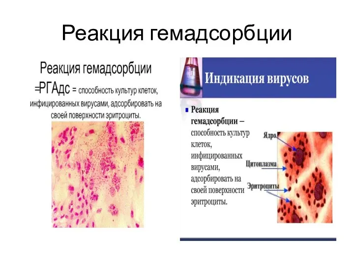 Реакция гемадсорбции