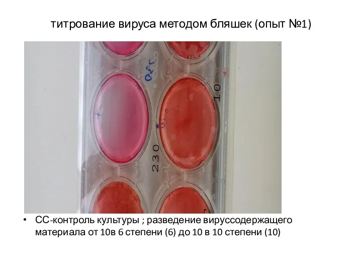 титрование вируса методом бляшек (опыт №1) СС-контроль культуры ; разведение вируссодержащего