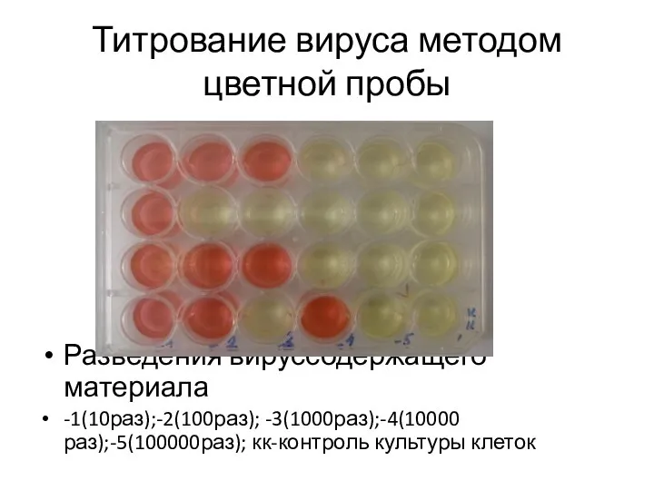 Титрование вируса методом цветной пробы Разведения вируссодержащего материала -1(10раз);-2(100раз); -3(1000раз);-4(10000 раз);-5(100000раз); кк-контроль культуры клеток