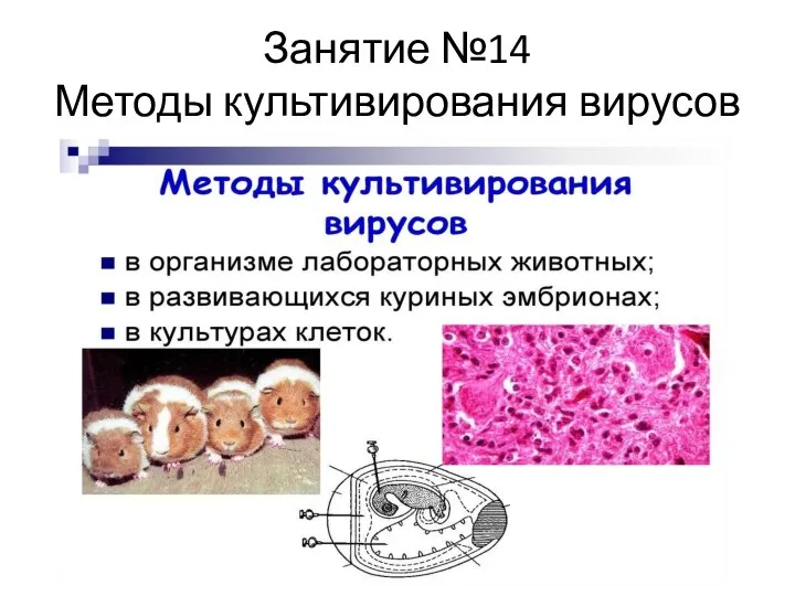 Занятие №14 Методы культивирования вирусов