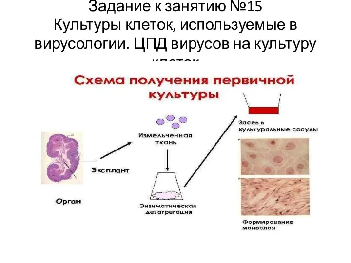 Задание к занятию №15 Культуры клеток, используемые в вирусологии. ЦПД вирусов на культуру клеток