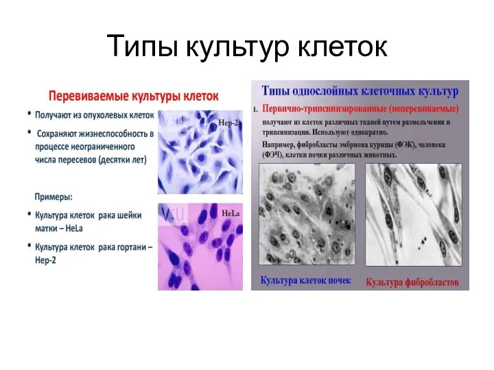 Типы культур клеток