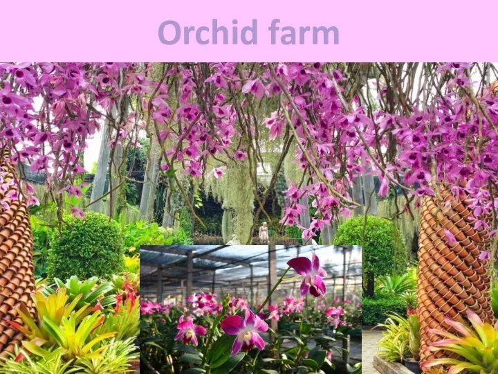 Orchid farm