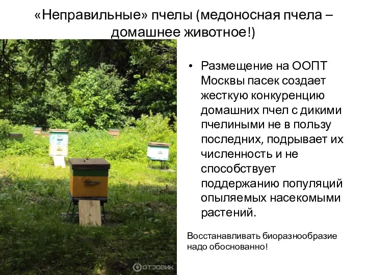 «Неправильные» пчелы (медоносная пчела – домашнее животное!) Размещение на ООПТ Москвы