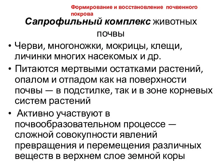 Сапрофильный комплекс животных почвы Черви, многоножки, мокрицы, клещи, личинки многих насекомых