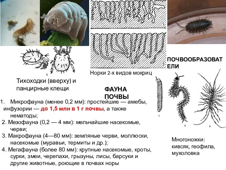 Тихоходки (вверху) и панцирные клещи Норки 2-х видов мокриц Многоножки: кивсяк,