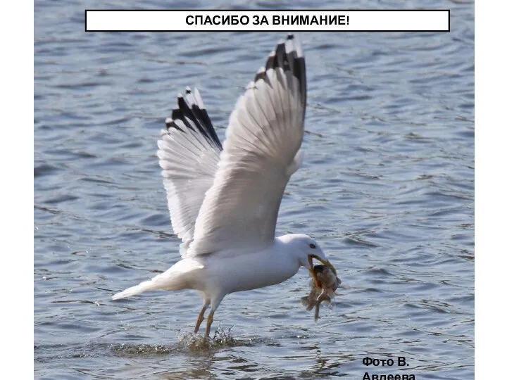 Фото В.Авдеева СПАСИБО ЗА ВНИМАНИЕ!