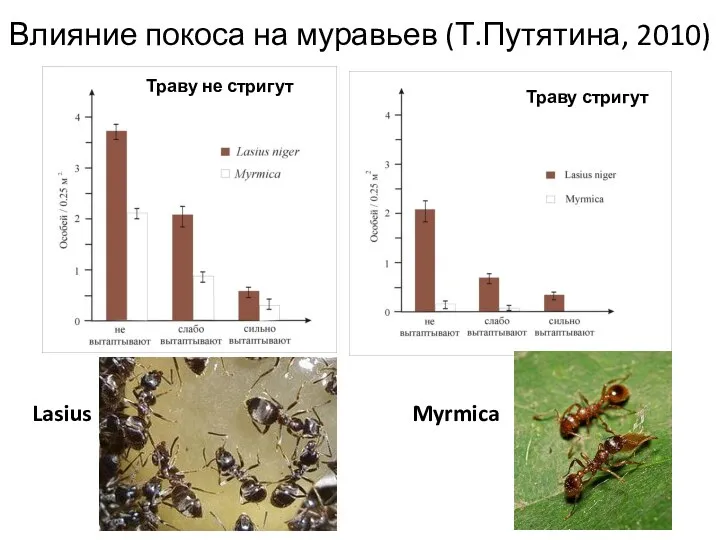 Влияние покоса на муравьев (Т.Путятина, 2010) Траву не стригут Траву стригут Lasius Myrmica