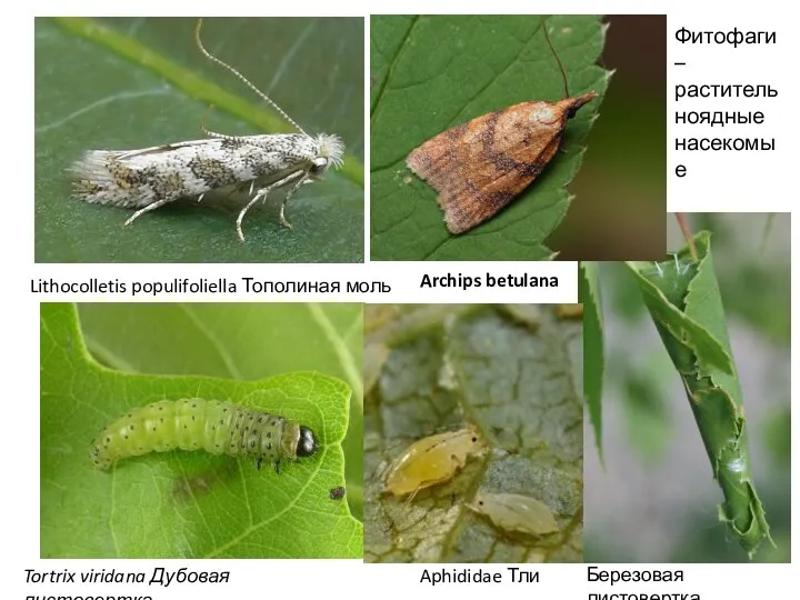 Lithocolletis populifoliella Тополиная моль Tortrix viridana Дубовая листовертка Archips betulana Aphididae