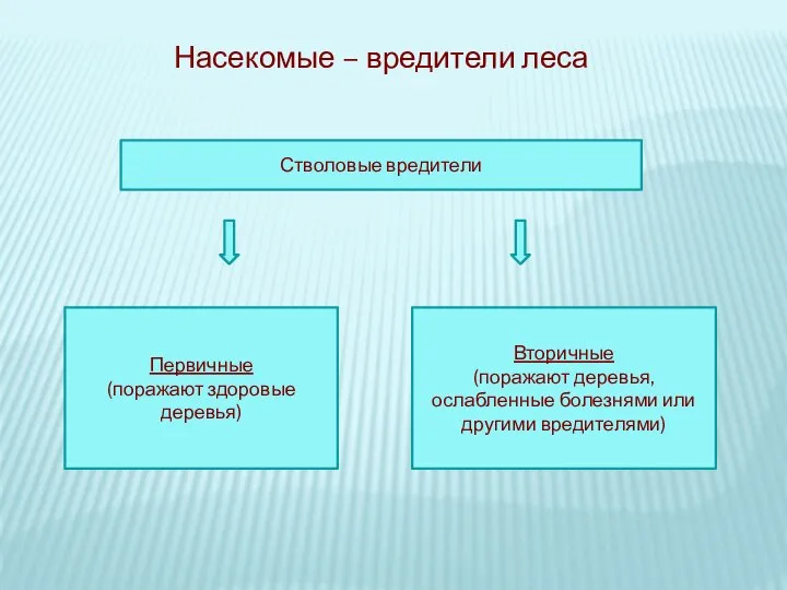 Насекомые – вредители леса Стволовые вредители Вторичные (поражают деревья, ослабленные болезнями