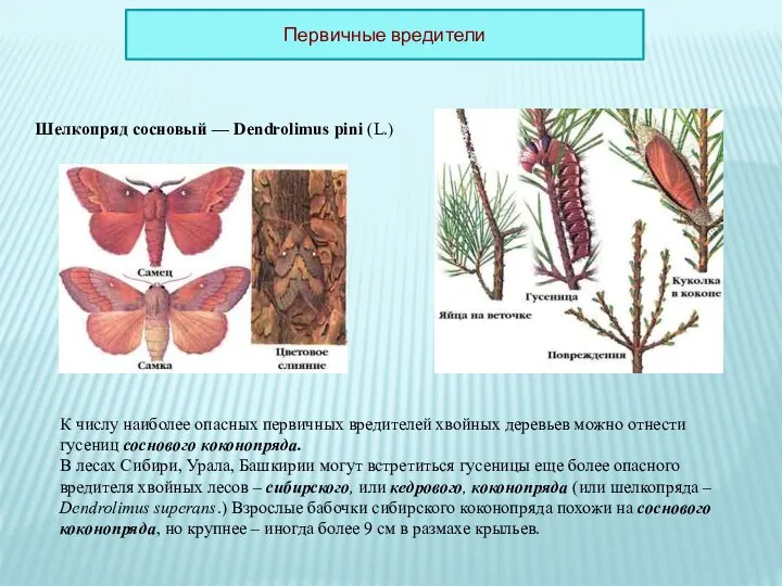 К числу наиболее опасных первичных вредителей хвойных деревьев можно отнести гусениц