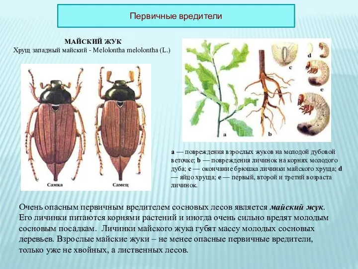 Очень опасным первичным вредителем сосновых лесов является майский жук. Его личинки