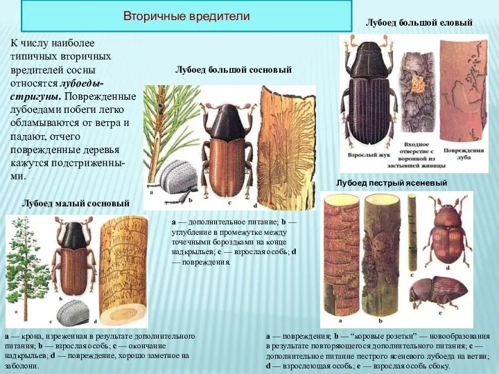 К числу наиболее типичных вторичных вредителей сосны относятся лубоеды-стригуны. Поврежденные лубоедами