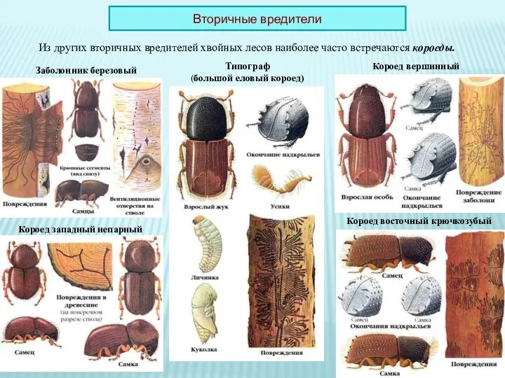 Из других вторичных вредителей хвойных лесов наиболее часто встречаются короеды. Вторичные