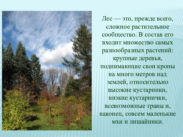 Лес — это, прежде всего, сложное растительное сообщество. В состав его