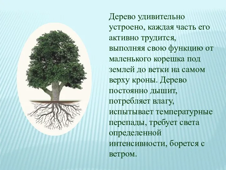 Дерево удивительно устроено, каждая часть его активно трудится, выполняя свою функцию