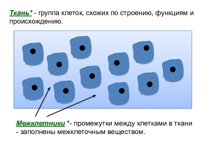 Ткань* - группа клеток, схожих по строению, функциям и происхождению. Межклетники