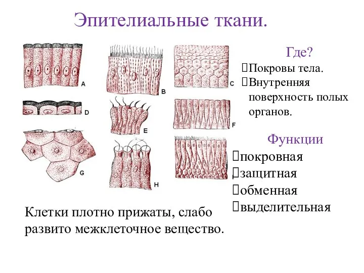 Эпителиальные ткани. Клетки плотно прижаты, слабо развито межклеточное вещество. Где? Покровы