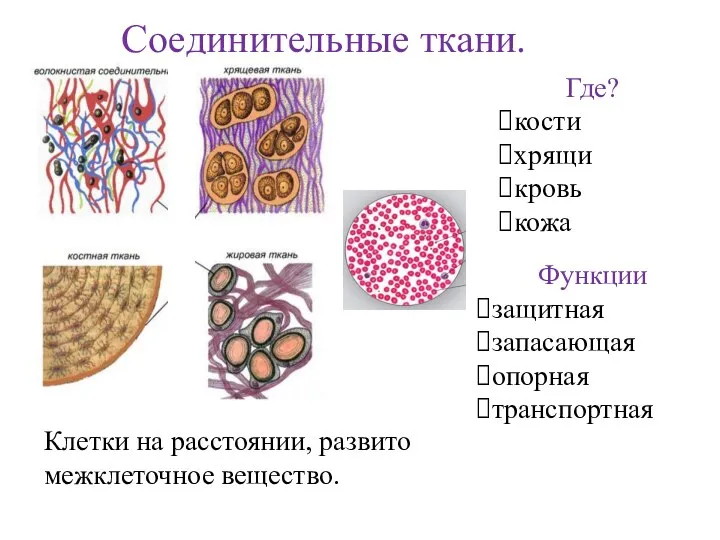 Соединительные ткани. Клетки на расстоянии, развито межклеточное вещество. Где? кости хрящи