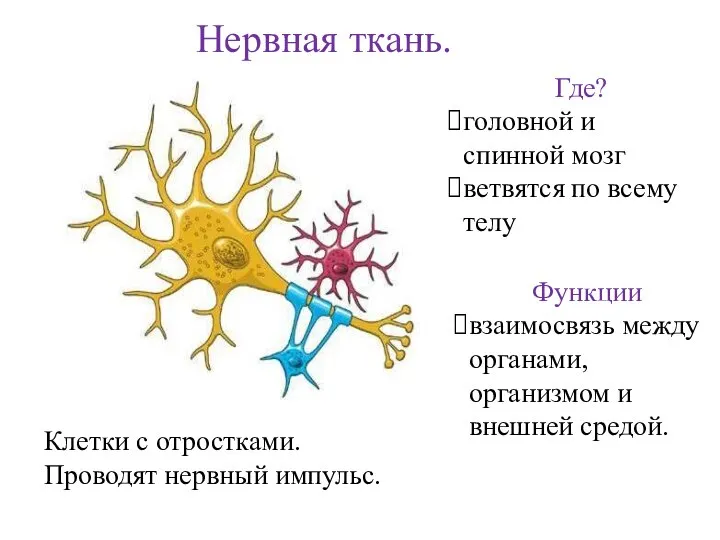 Нервная ткань. Клетки с отростками. Проводят нервный импульс. Где? головной и