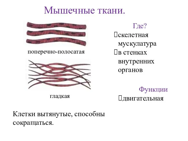 Мышечные ткани. Клетки вытянутые, способны сокращаться. Где? скелетная мускулатура в стенках