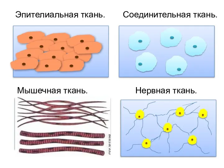 Эпителиальная ткань. Нервная ткань. Мышечная ткань. Соединительная ткань.