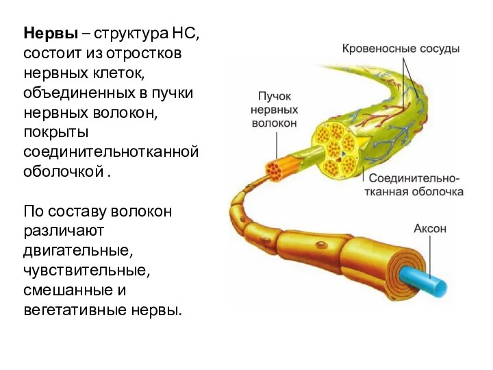 Нервы – структура НС, состоит из отростков нервных клеток, объединенных в