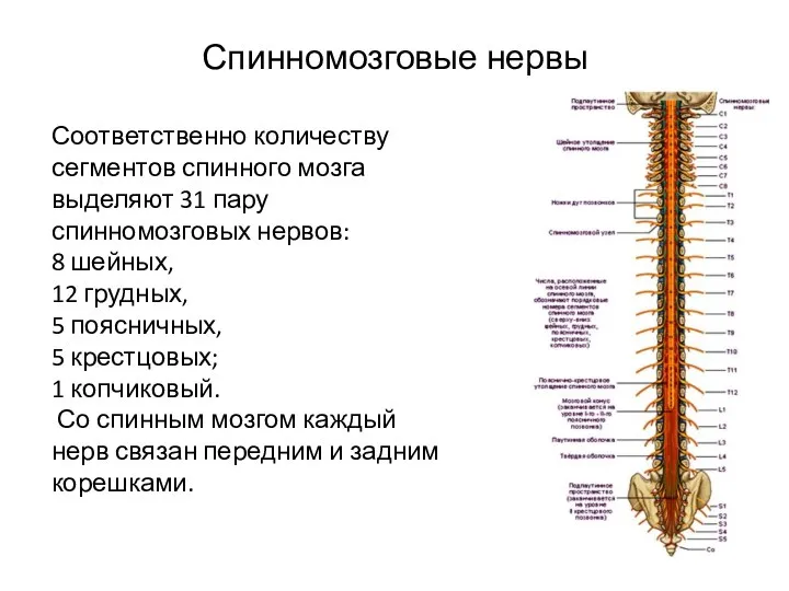 Спинномозговые нервы Соответственно количеству сегментов спинного мозга выделяют 31 пару спинномозговых