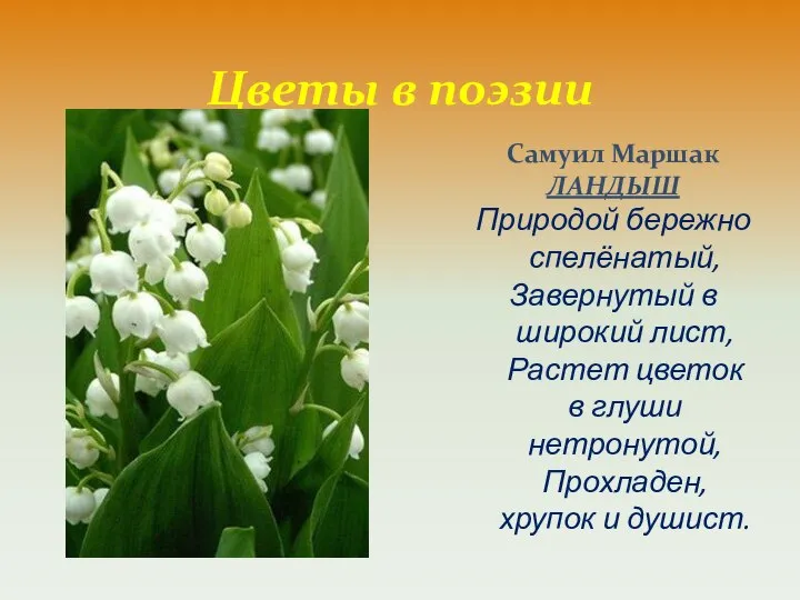 Цветы в поэзии Самуил Маршак ЛАНДЫШ Природой бережно спелёнатый, Завернутый в