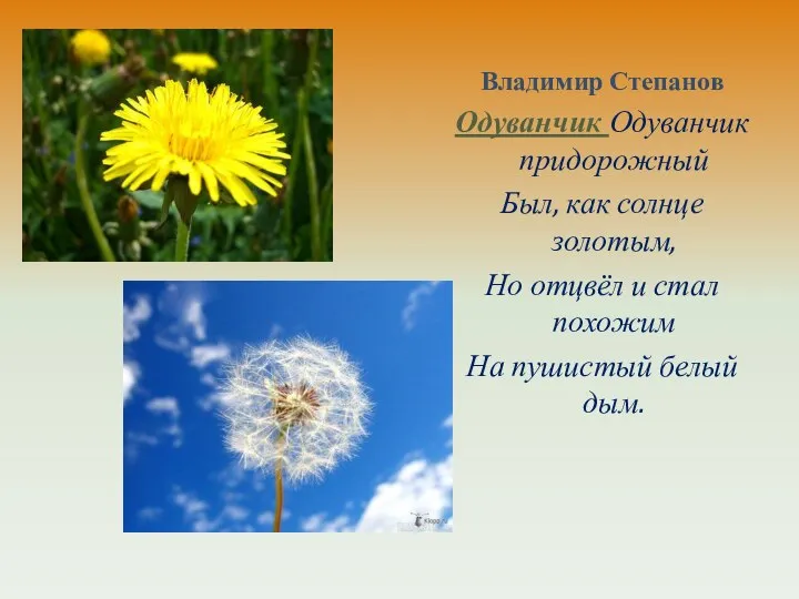 Владимир Степанов Одуванчик Одуванчик придорожный Был, как солнце золотым, Но отцвёл