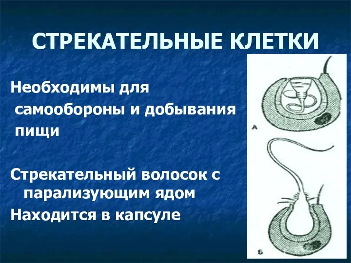 СТРЕКАТЕЛЬНЫЕ КЛЕТКИ Необходимы для самообороны и добывания пищи Стрекательный волосок с парализующим ядом Находится в капсуле