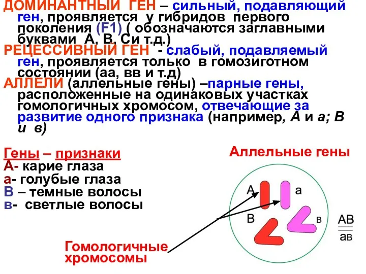 ДОМИНАНТНЫЙ ГЕН – сильный, подавляющий ген, проявляется у гибридов первого поколения