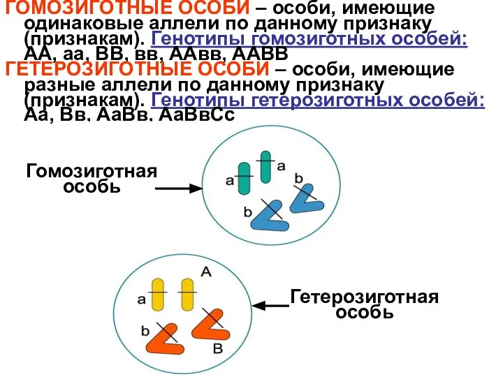 ГОМОЗИГОТНЫЕ ОСОБИ – особи, имеющие одинаковые аллели по данному признаку (признакам).