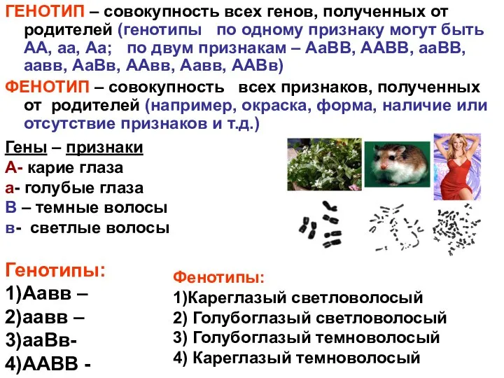 ГЕНОТИП – совокупность всех генов, полученных от родителей (генотипы по одному