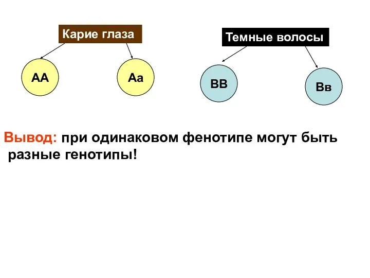 Карие глаза АА Аа Темные волосы ВВ Вв Вывод: при одинаковом фенотипе могут быть разные генотипы!