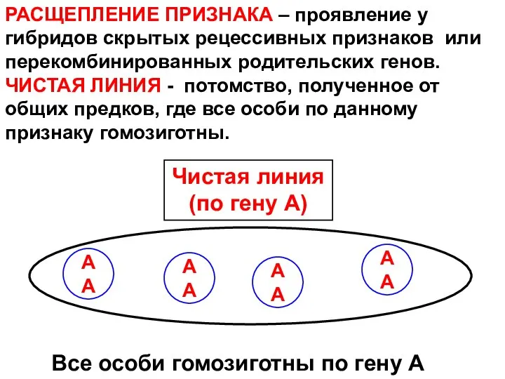 РАСЩЕПЛЕНИЕ ПРИЗНАКА – проявление у гибридов скрытых рецессивных признаков или перекомбинированных