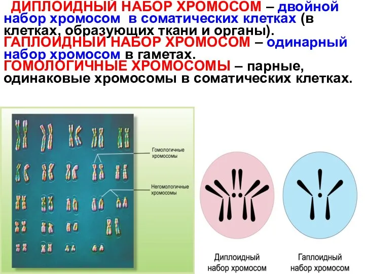 ДИПЛОИДНЫЙ НАБОР ХРОМОСОМ – двойной набор хромосом в соматических клетках (в