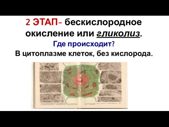 2 ЭТАП- бескислородное окисление или гликолиз. Где происходит? В цитоплазме клеток, без кислорода.