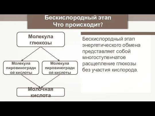 Молекула глюкозы Бескислородный этап Что происходит? Молекула пировиноградной кислоты Молекула пировиноградной