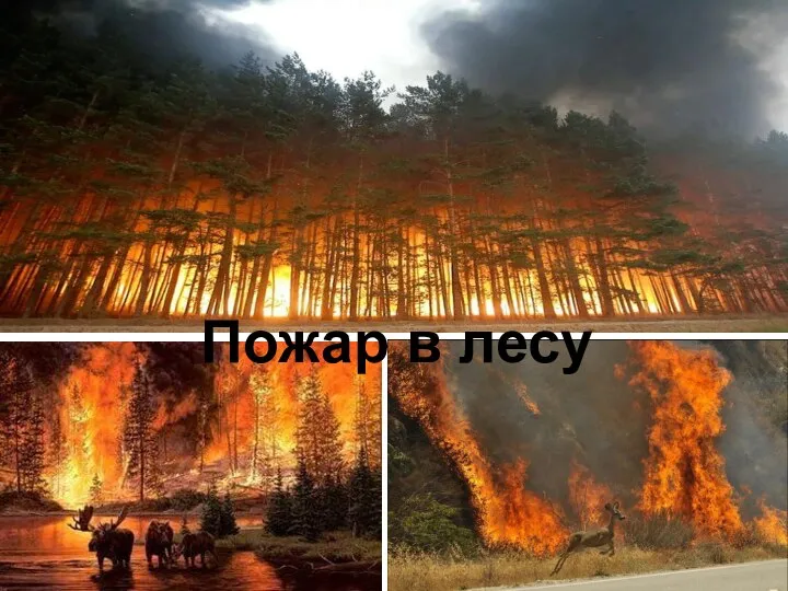 Пожар в лесу