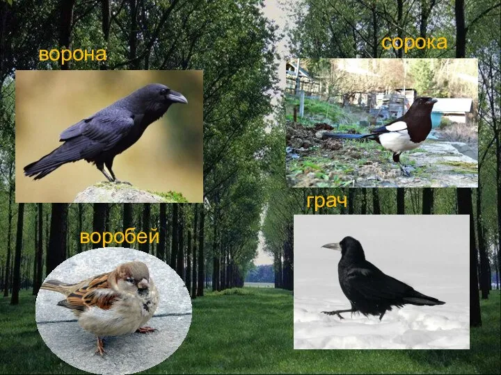 ворона грач сорока воробей