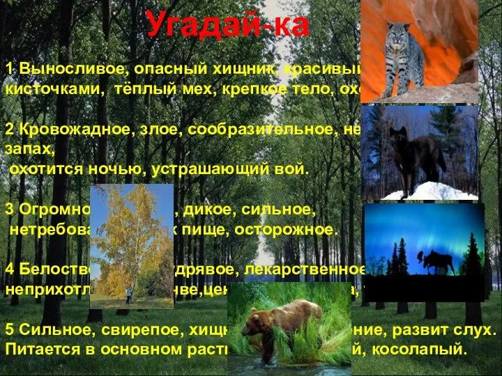 Угадай-ка 1 Выносливое, опасный хищник, красивый, уши с кисточками, тёплый мех,