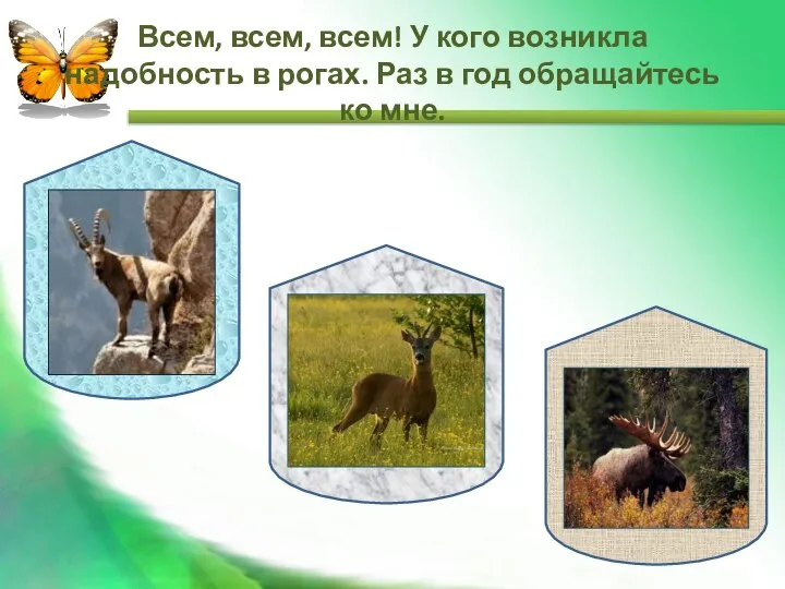 Всем, всем, всем! У кого возникла надобность в рогах. Раз в год обращайтесь ко мне.