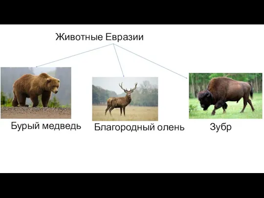 Животные Евразии Бурый медведь Благородный олень Зубр