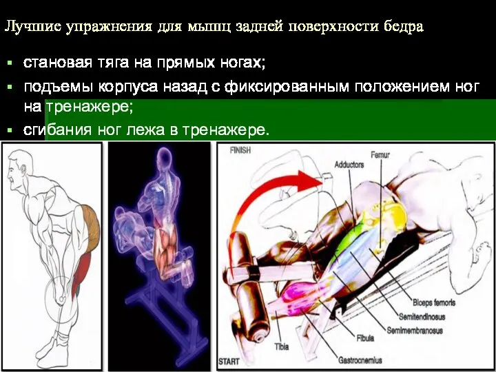 Лучшие упражнения для мышц задней поверхности бедра становая тяга на прямых