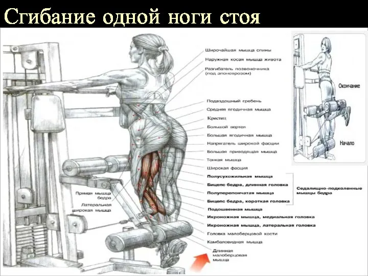 Сгибание одной ноги стоя