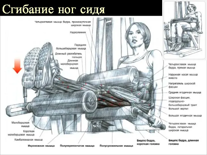 Сгибание ног сидя