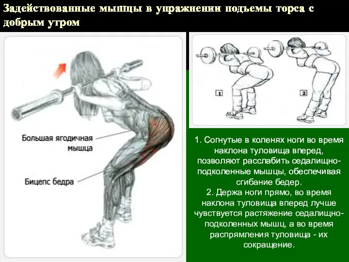 Задействованные мышцы в упражнении подъемы торса с добрым утром 1. Согнутые