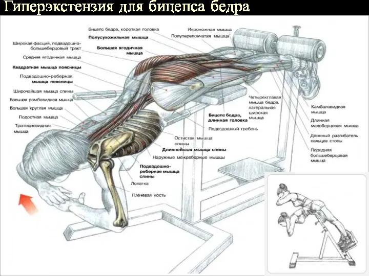 Гиперэкстензия для бицепса бедра