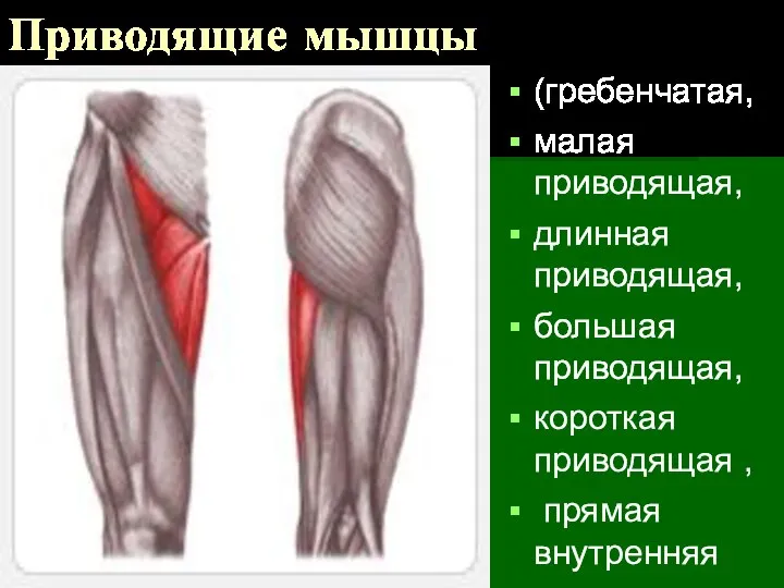 Приводящие мышцы (гребенчатая, малая приводящая, длинная приводящая, большая приводящая, короткая приводящая , прямая внутренняя